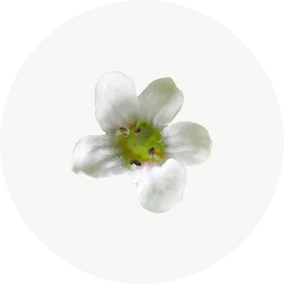 Bacopa Monnieri