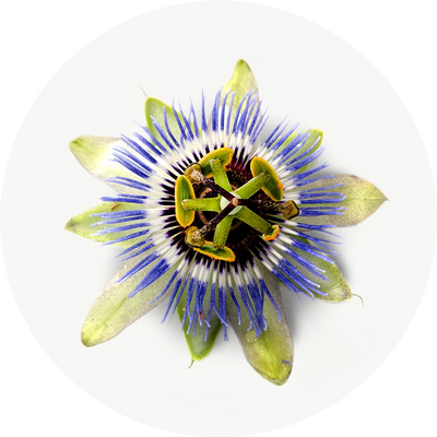 Passiflora