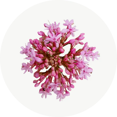 Valeriana
